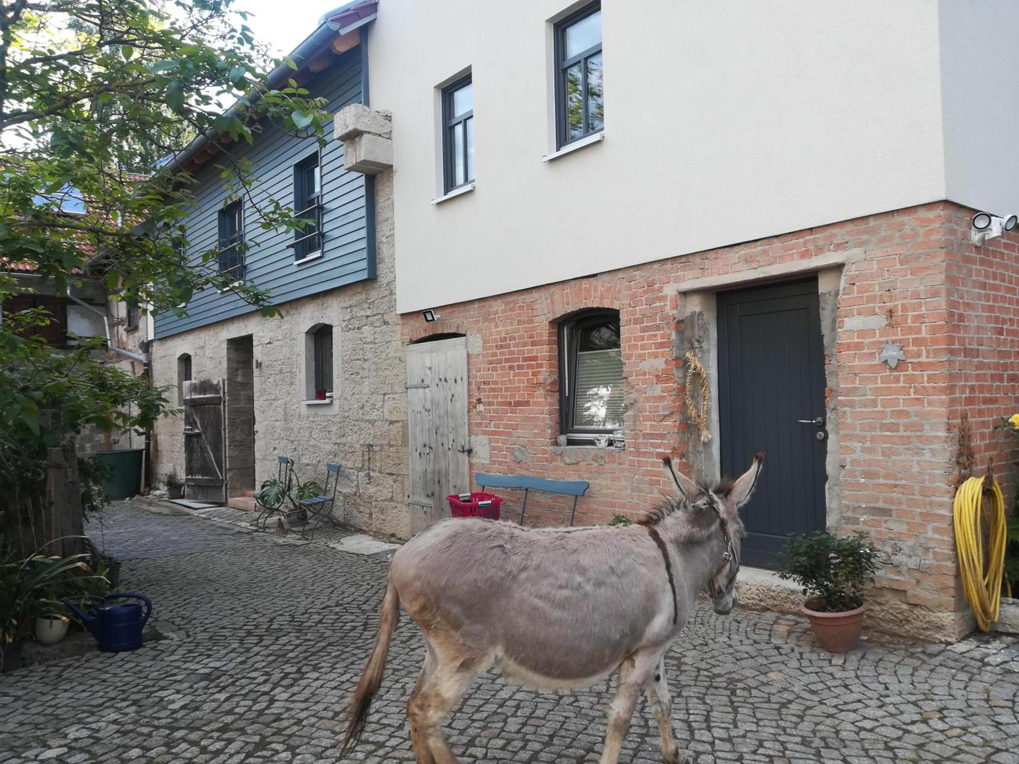 Ferienhof"Waldesel Rippersroda" Экстерьер фото
